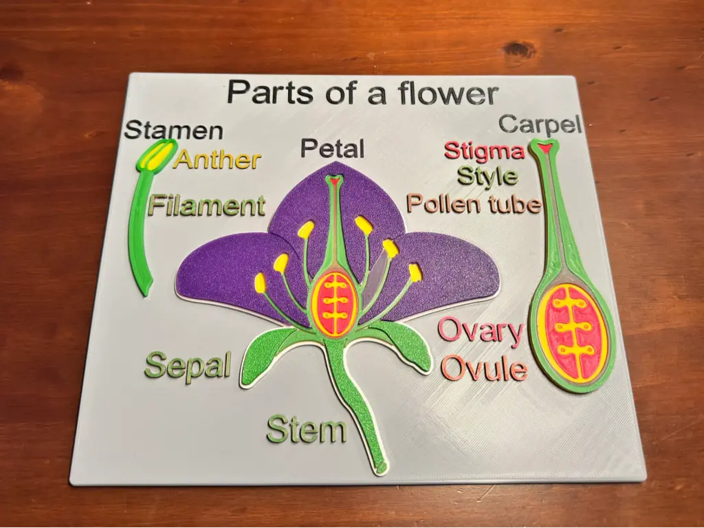 Flower diagram 