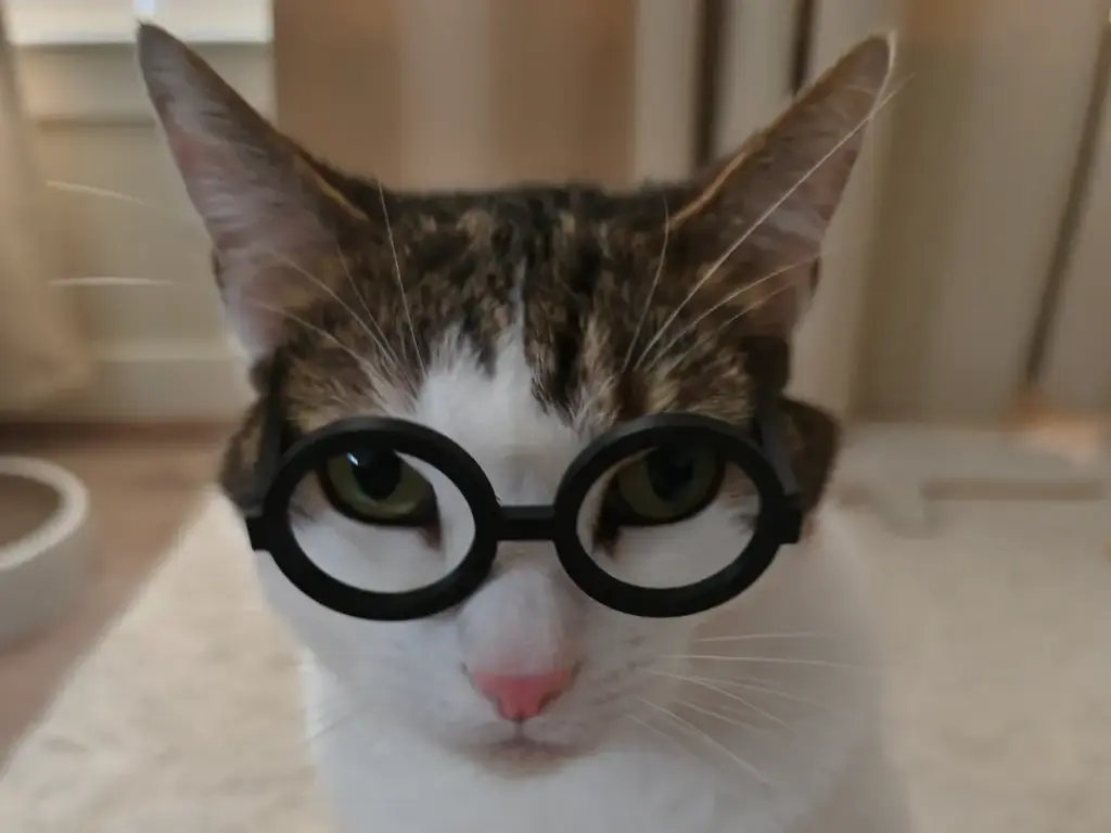 Cat Glasses