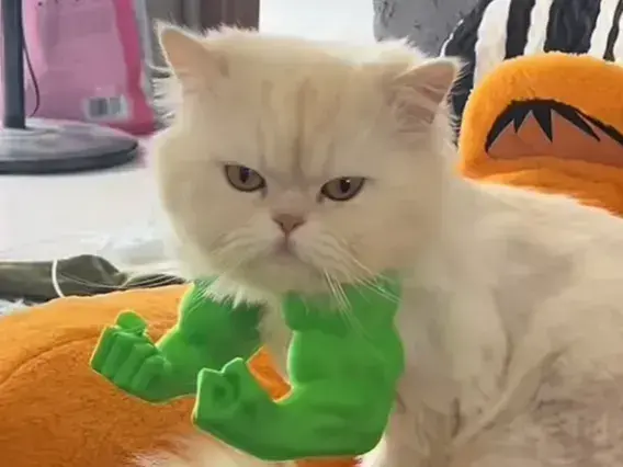 Hulk Cat