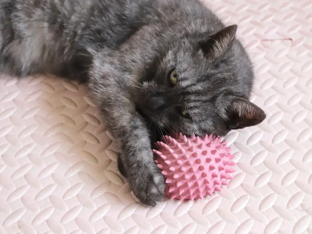 Hadgehog scratcher